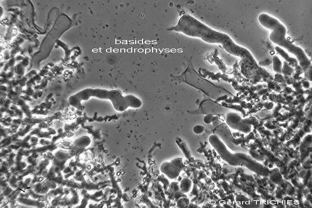 Altra crosta da determinare-foto 3709(Corticium medioroseum)
